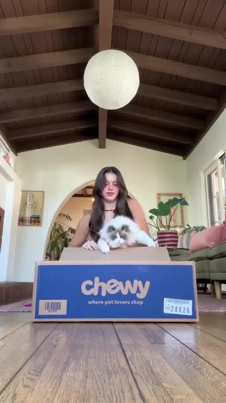 Chewy video ad — Shop Juni's Favorite Chewy Products!