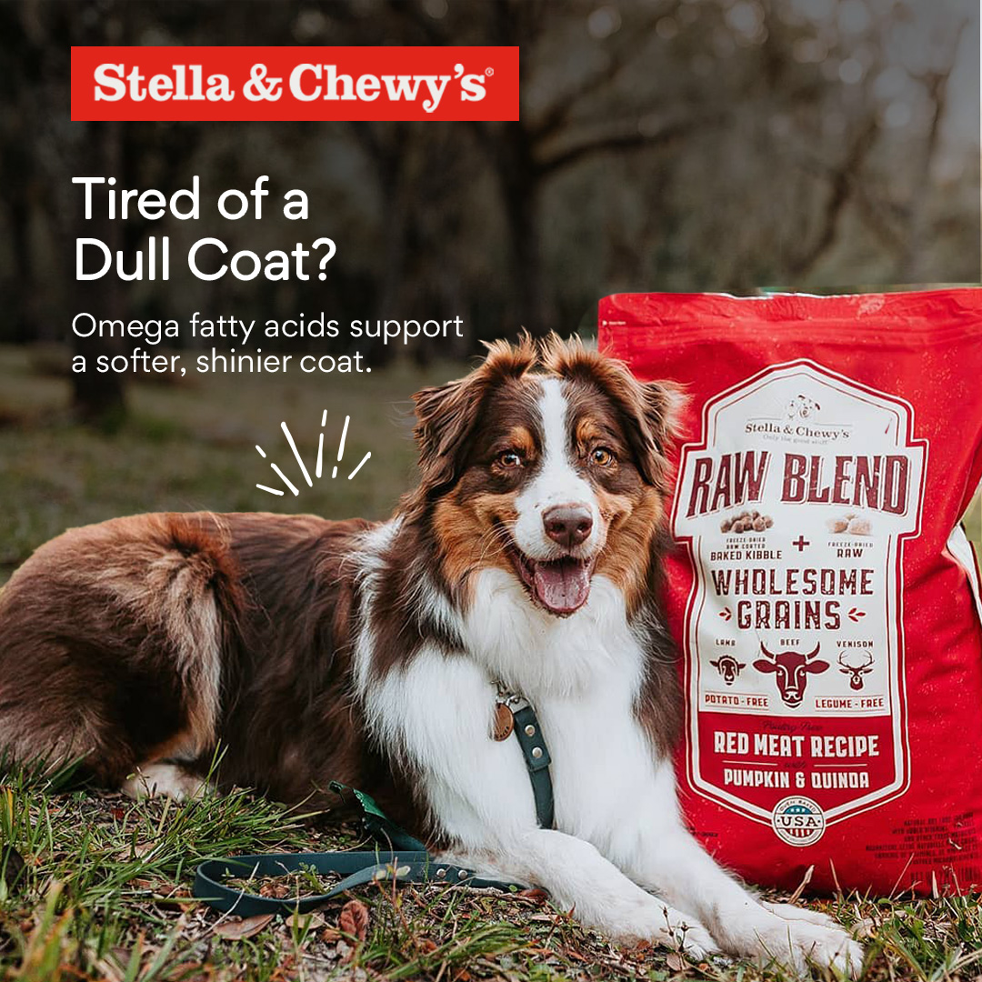 Chewy image ad — Kickstart Your Kibble